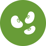 Moringa Seeds
